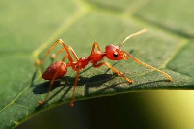 General Pest Control Service in Meerut