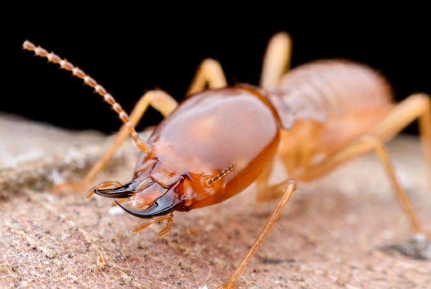 Residential Pest Control Service in Ghaziabad