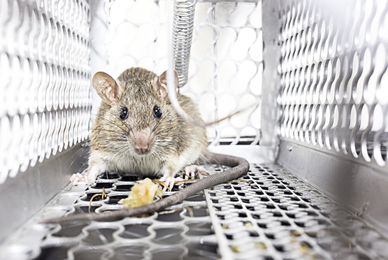 Residential Pest Control Service in Garh Mukteshwar