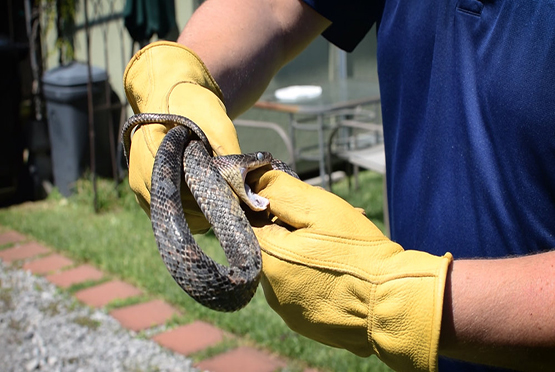 Residential Pest Control Service in Muzaffarnagar