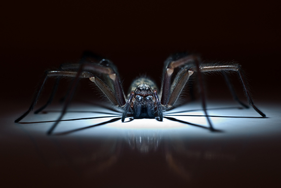 Residential Pest Control Service in Pilkhuwa