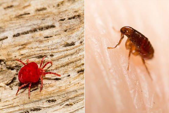 Residential Pest Control Service in Meerut