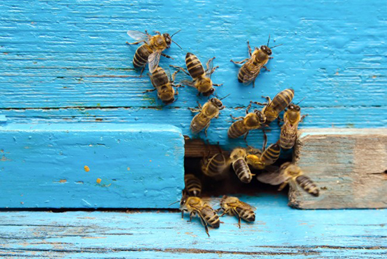 Residential Pest Control Service in Baraut