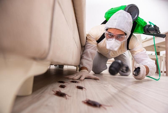 Residential Pest Control Service in Shamli