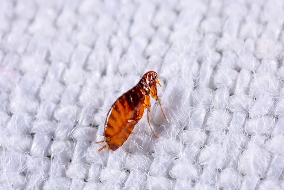 Residential Pest Control Service in Khatauli