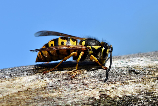 Residential Pest Control Service in Haridwar